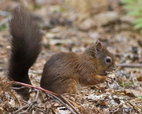 Red Squirrel 02